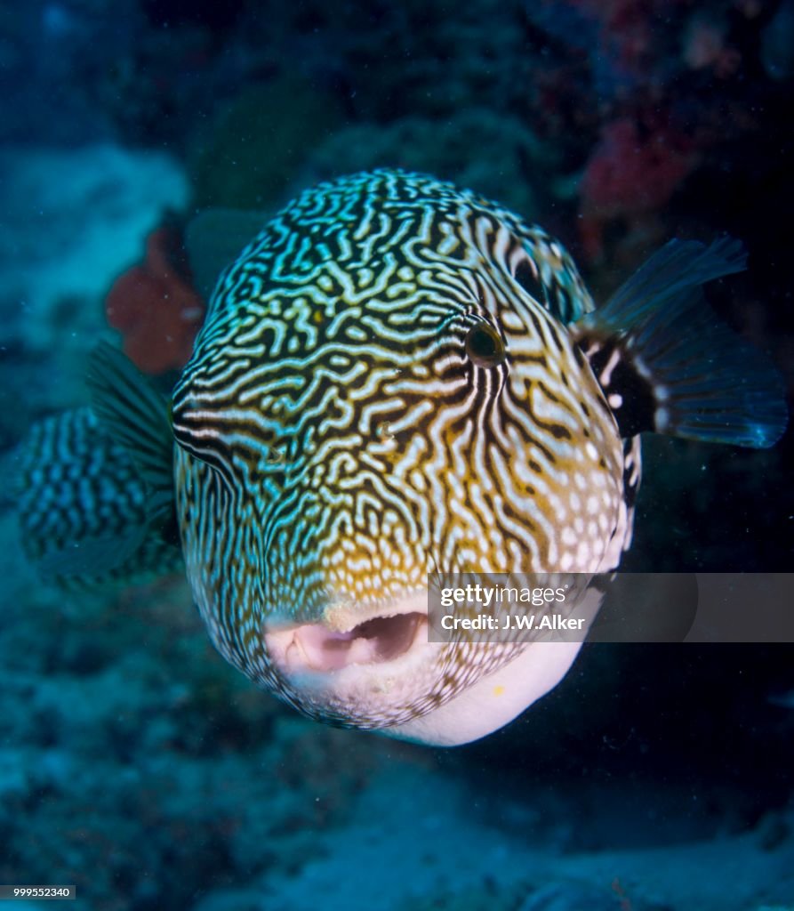 Map Puffer or Map Pufferfish (Arothron mappa), Indonesia