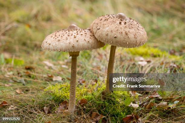 parasol mushrooms (macrolepiota procera), lower saxony, germany - agaricales stock pictures, royalty-free photos & images