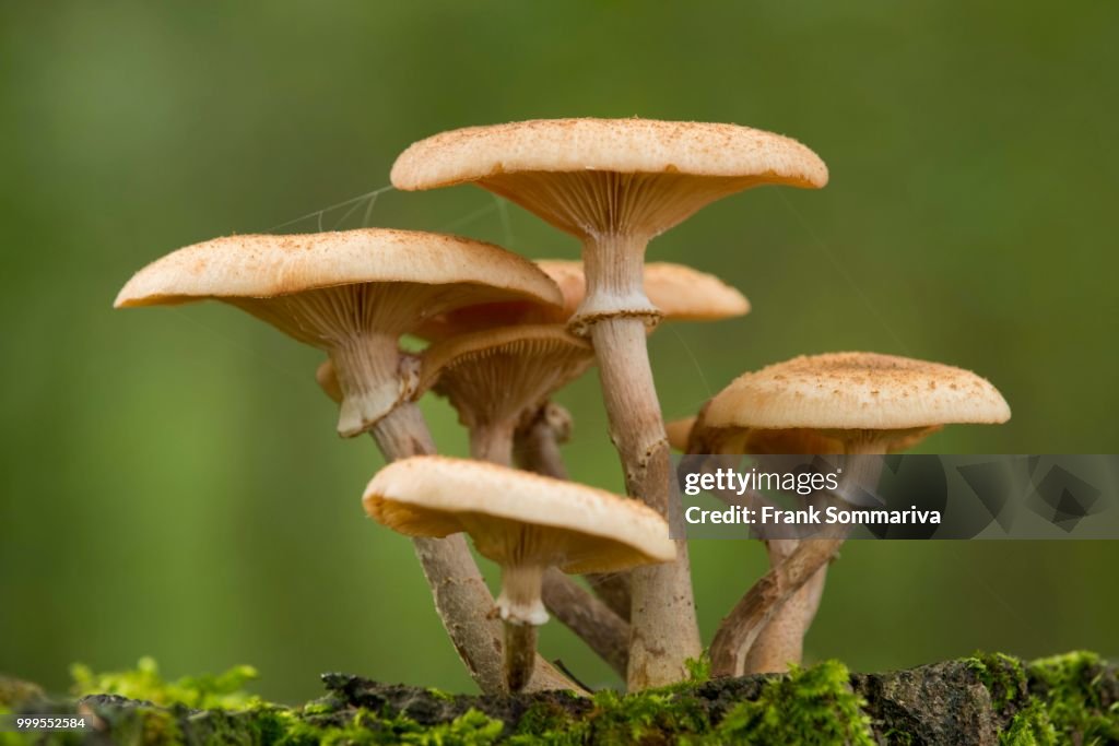 Dark Honey Fungus (Armillaria ostoyae), Lower Saxony, Germany