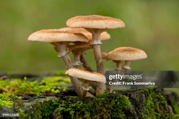 dark honey fungus (armillaria ostoyae), lower saxony, germany - agaricomycetes stockfoto's en -beelden