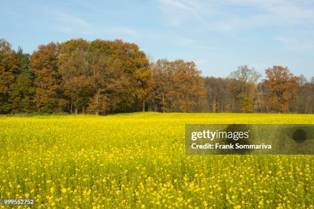 white mustard (sinapis alba), yellow flowering field in the autumn, lower saxony, germany - inflorescence stock pictures, royalty-free photos & images