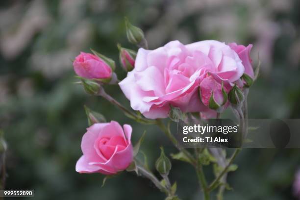 rose garden at a park - regione capitale foto e immagini stock