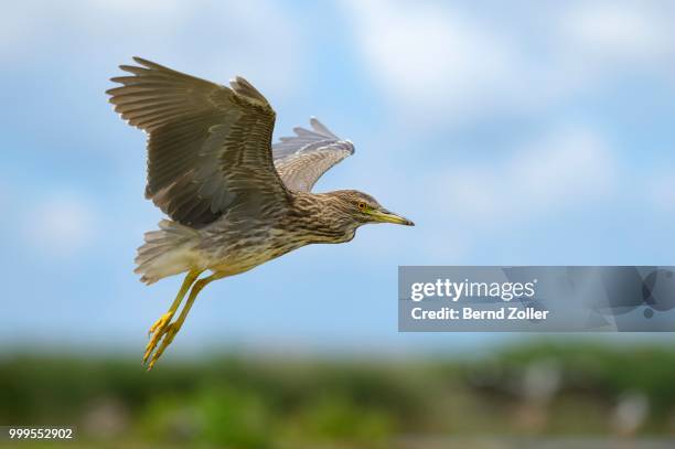black-crowned night heron (nycticorax nycticorax), juvenile bird in flight, kiskunsag national park, southeastern hungary, hungary - black bird stock pictures, royalty-free photos & images