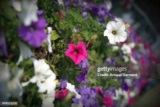 another bokeh de fleurs - arnaud stock pictures, royalty-free photos & images