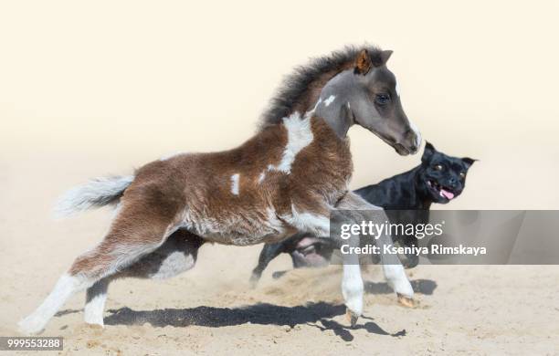 staffordshire bull terrier dog and american miniature foal. - american staffordshire terrier stockfoto's en -beelden