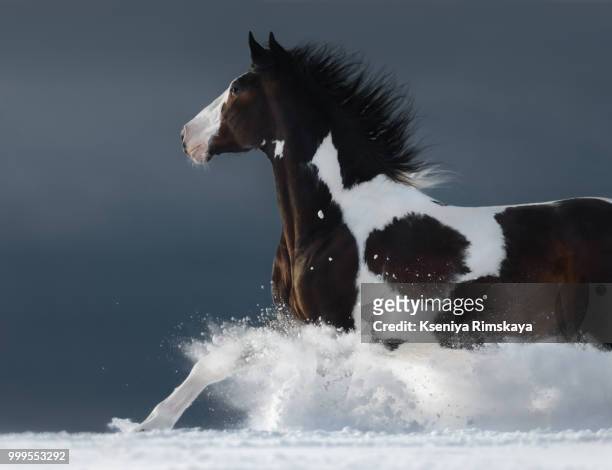 american paint horse running gallop across winter snowy field - paint horse stock pictures, royalty-free photos & images