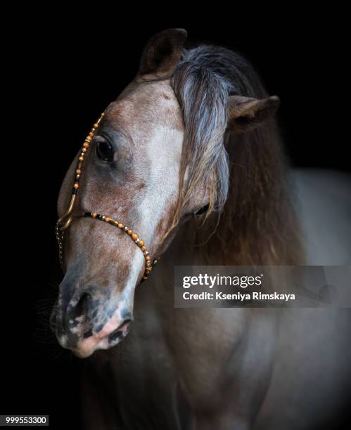 portrait on black backgound of american miniature horse. - miniature horse stock pictures, royalty-free photos & images