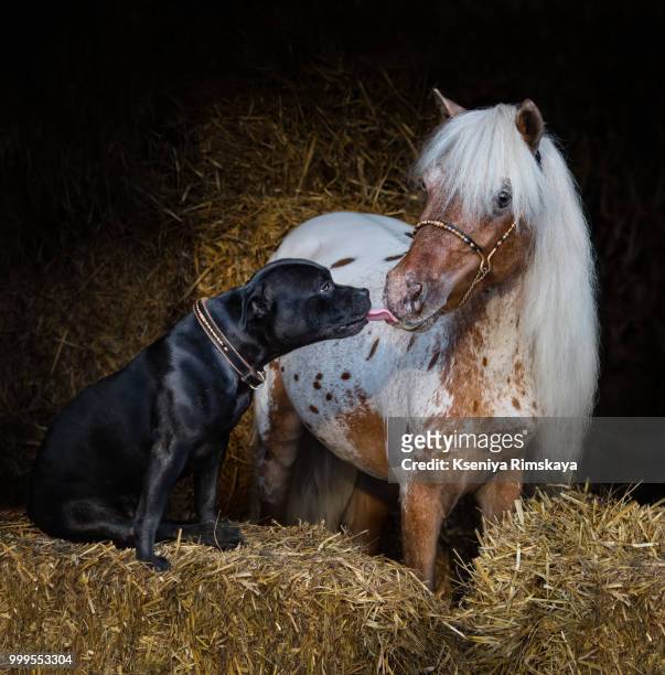 staffordshire bull terrier dog and miniature horse - staffordshire bull terrier fotografías e imágenes de stock