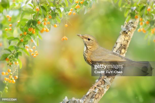 keelung,taiwan - fu stock pictures, royalty-free photos & images