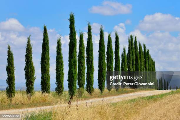 dirt track with a cypress avenue, near murlo, province of siena, tuscany, italy - siena province - fotografias e filmes do acervo