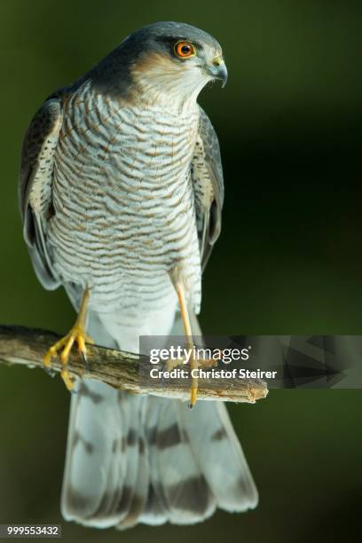 sparrowhawk (accipiter nisus), tyrol, austria - sparrowhawk stock pictures, royalty-free photos & images