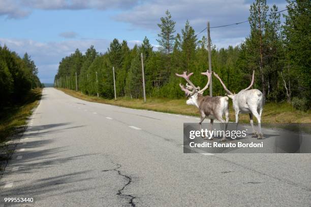 reindeer (rangifer tarandus) on a country road, jaemtland county, sweden - jamtland stock pictures, royalty-free photos & images