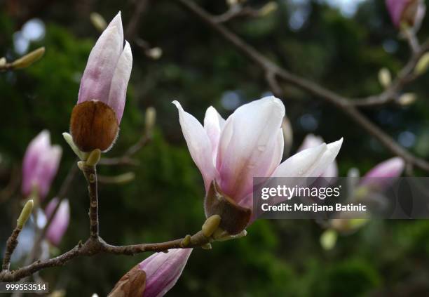 magnolia bloom! - marijana stock pictures, royalty-free photos & images