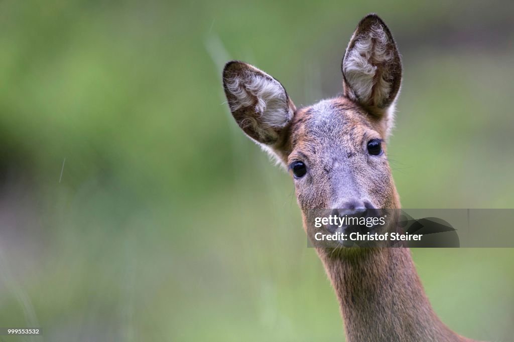 European Roe Deer (Capreolus capreolus), doe, Stubai Valley, Tyrol, Austria