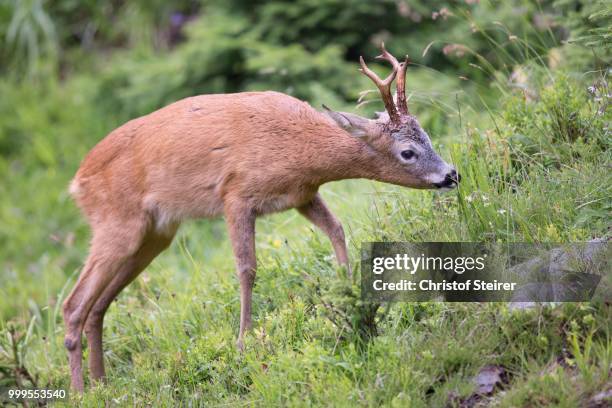 1,828 Roe Buck Stock Photos, High-Res Pictures, and Images - Getty Images