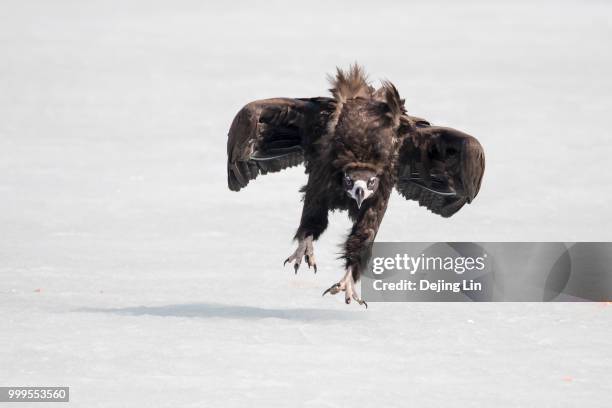 vulture - lin stock pictures, royalty-free photos & images