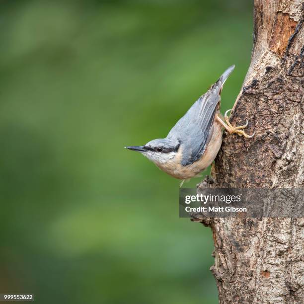 beautiful nuthatch bird sitta sittidae on tree stump in forest l - sitta stock-fotos und bilder