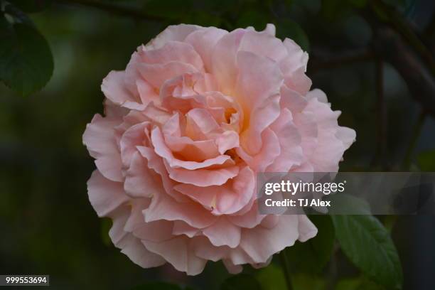 roses in chile - capital region stock pictures, royalty-free photos & images