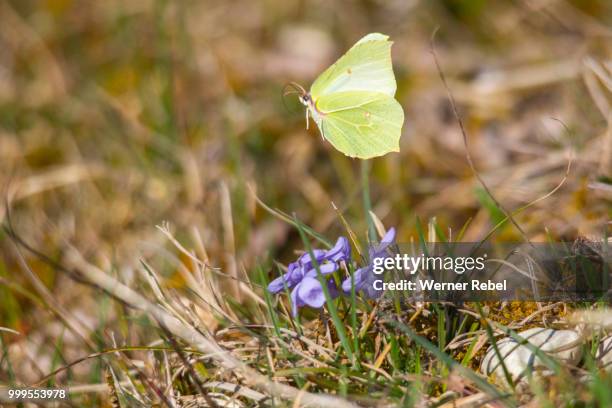 brimstone butterflies on a horned violet in a spring meadow - werner stock pictures, royalty-free photos & images