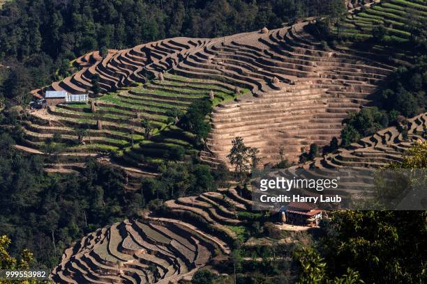 terrace cultivation, field terraces at nagarkot, nepal - laub stockfoto's en -beelden