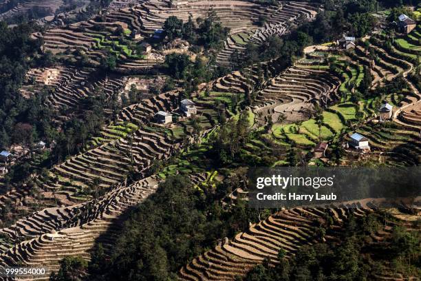 terrace cultivation, field terraces at nagarkot, nepal - laub stockfoto's en -beelden