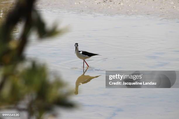 galapagos black-necked stilt - santa cruz - landau stock pictures, royalty-free photos & images