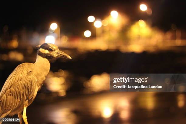 galapagos night heron - landau stock pictures, royalty-free photos & images