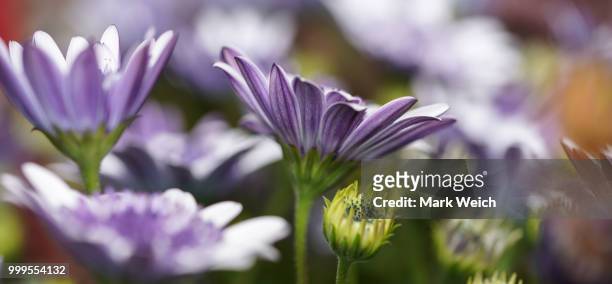 spring flowers - mark bloom fotografías e imágenes de stock