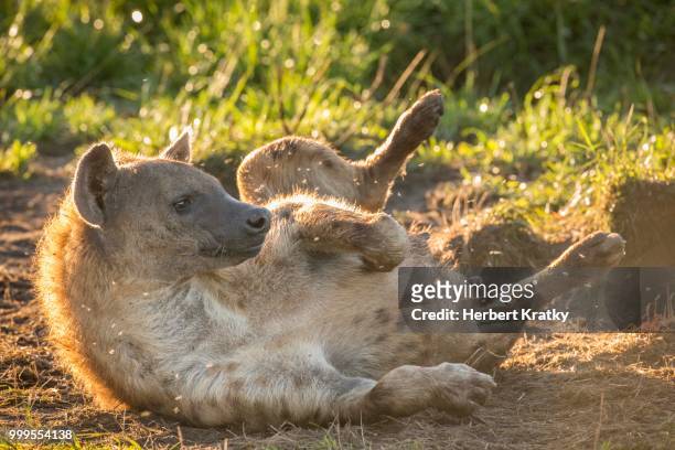 spotted hyena (crocuta crocuta), ishasha, queen elizabeth national park, uganda - parte posterior del animal fotografías e imágenes de stock