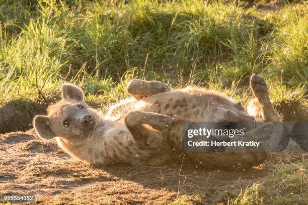 spotted hyena (crocuta crocuta), ishasha, queen elizabeth national park, uganda - animal back stock pictures, royalty-free photos & images