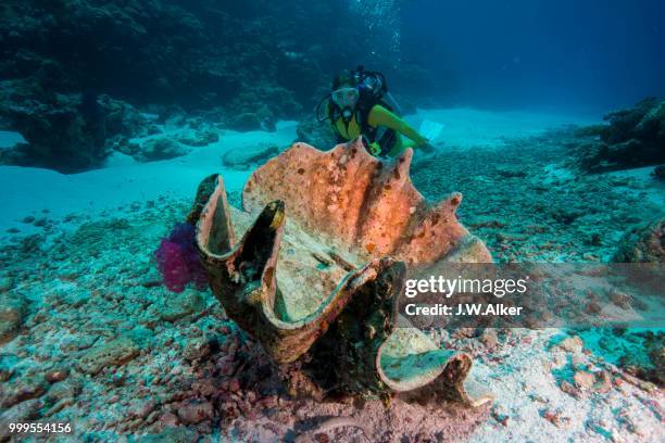 diver looking at a dead maxima clam or small giant clam (tridacna maxima), palau - giant clam stock pictures, royalty-free photos & images