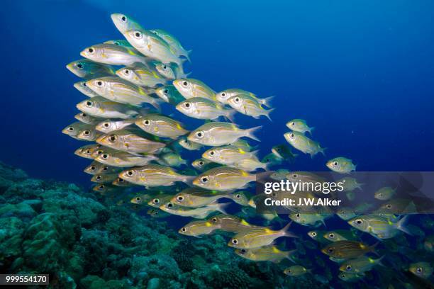 goldspot seabreams or striped large-eye breams (gnathodentex aureolineatus), palau - ray finned fish stock-fotos und bilder