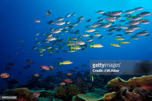 goldspot seabreams or striped large-eye breams (gnathodentex aureolineatus), palau - ray finned fish stock pictures, royalty-free photos & images