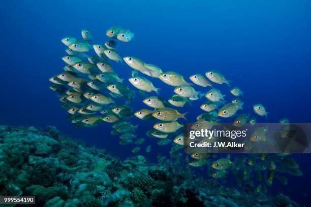 goldspot seabreams or striped large-eye breams (gnathodentex aureolineatus), palau - ray finned fish stock pictures, royalty-free photos & images