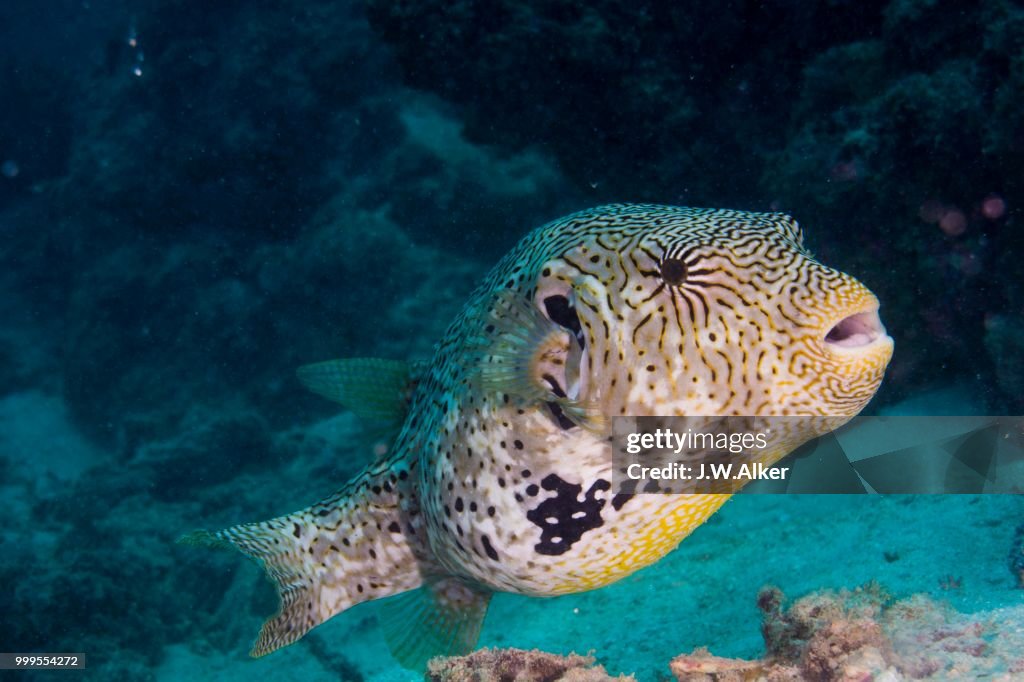 Map Puffer or Map Pufferfish (Arothron mappa), Indonesia