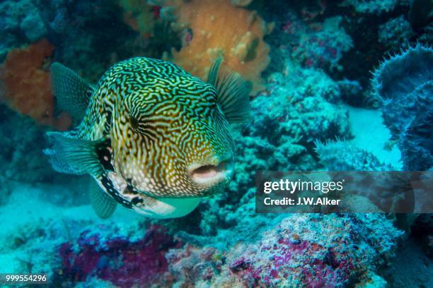 map puffer or map pufferfish (arothron mappa), indonesia - ray finned fish stock-fotos und bilder