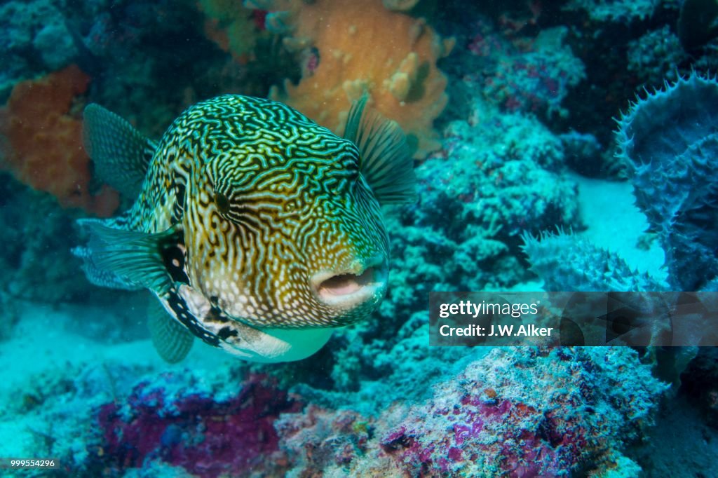 Map Puffer or Map Pufferfish (Arothron mappa), Indonesia