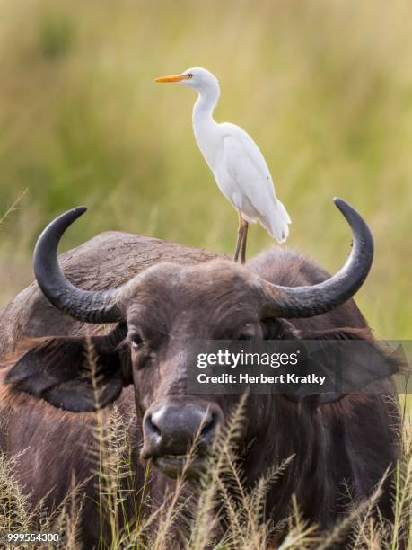 african buffalo or cape buffalo (syncerus caffer) and cattle egret (bubulcus ibis), murchinson falls national park, uganda - cattle egret fotografías e imágenes de stock