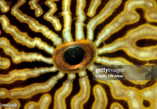 eye of a map puffer or map pufferfish (arothron mappa), indonesia - ray finned fish stock-fotos und bilder