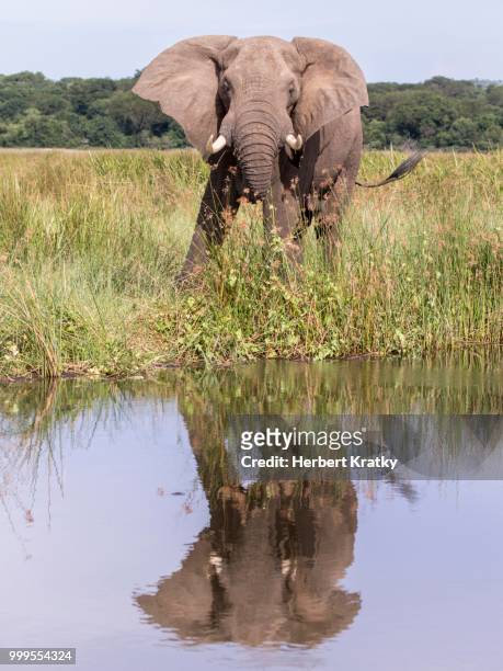 african bush elephant (loxodonta africana), murchinson falls national park, uganda - murchison falls national park stock pictures, royalty-free photos & images