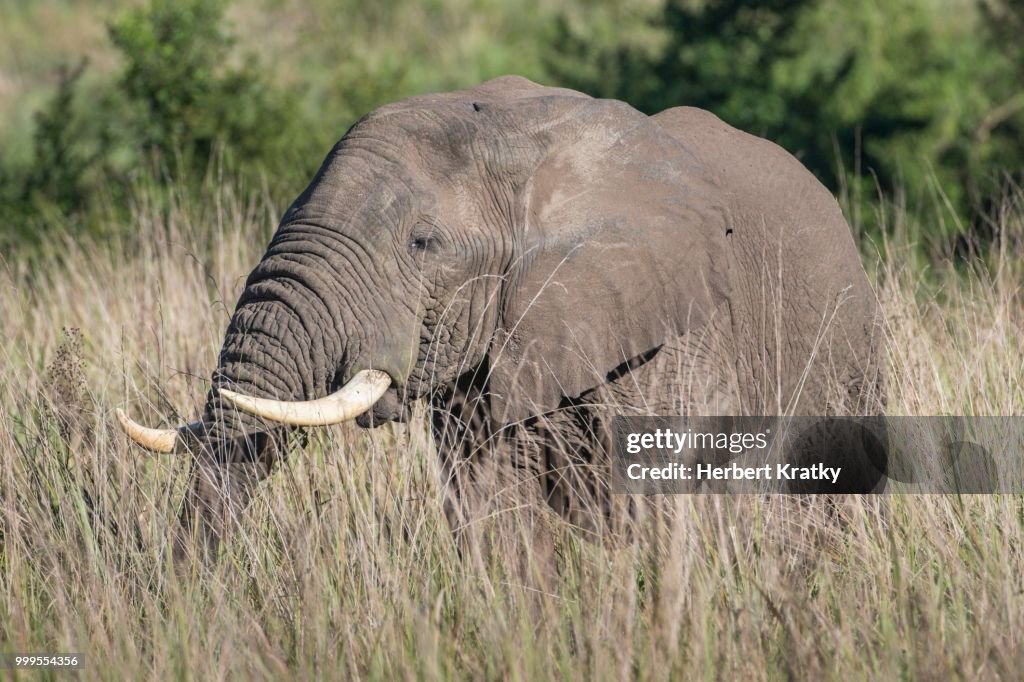 African Bush Elephant (Loxodonta africana), Queen Elizabeth National Park, Uganda
