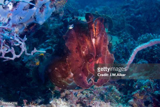 broadclub cuttlefish (sepia latimanus), philippines - w 2013 stock pictures, royalty-free photos & images