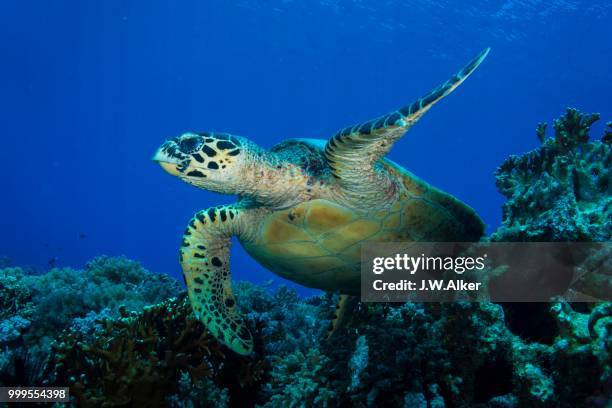 hawksbill sea turtle (eretmochelys imbricata), philippines - w 2013 stock pictures, royalty-free photos & images