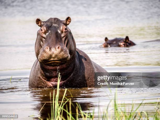 hippo 's looking - panzer foto e immagini stock