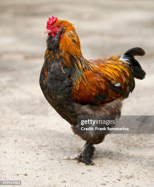 brahma chicken (gallus gallus f. domestica), cock, brandenburg, germany - gallus gallus stock pictures, royalty-free photos & images