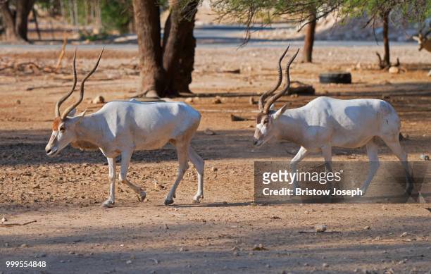 oryx - arabian oryx stock-fotos und bilder