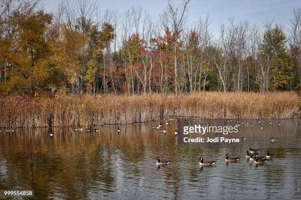 wild canada geese swimming in pond - magellangans stock-fotos und bilder