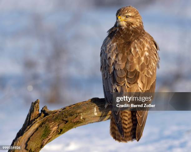 buzzard (buteo buteo), perched on a branch in a snow-covered landscape, swabian alb biosphere reserve, baden-wuerttemberg, germany - ecological reserve stock pictures, royalty-free photos & images