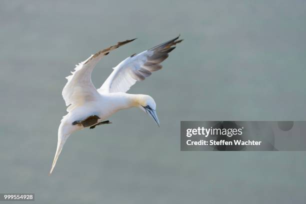 northern gannet (morus bassanus) during the landing, heligoland, schleswig-holstein, germany - schleswig holstein stock pictures, royalty-free photos & images