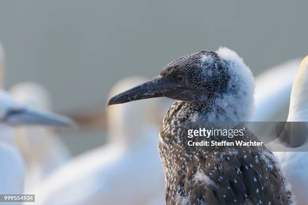 northern gannet (morus bassanus) in juvenile plumage with fluff residues, heligoland, schleswig-holstein, germany - northern gannet stock-fotos und bilder